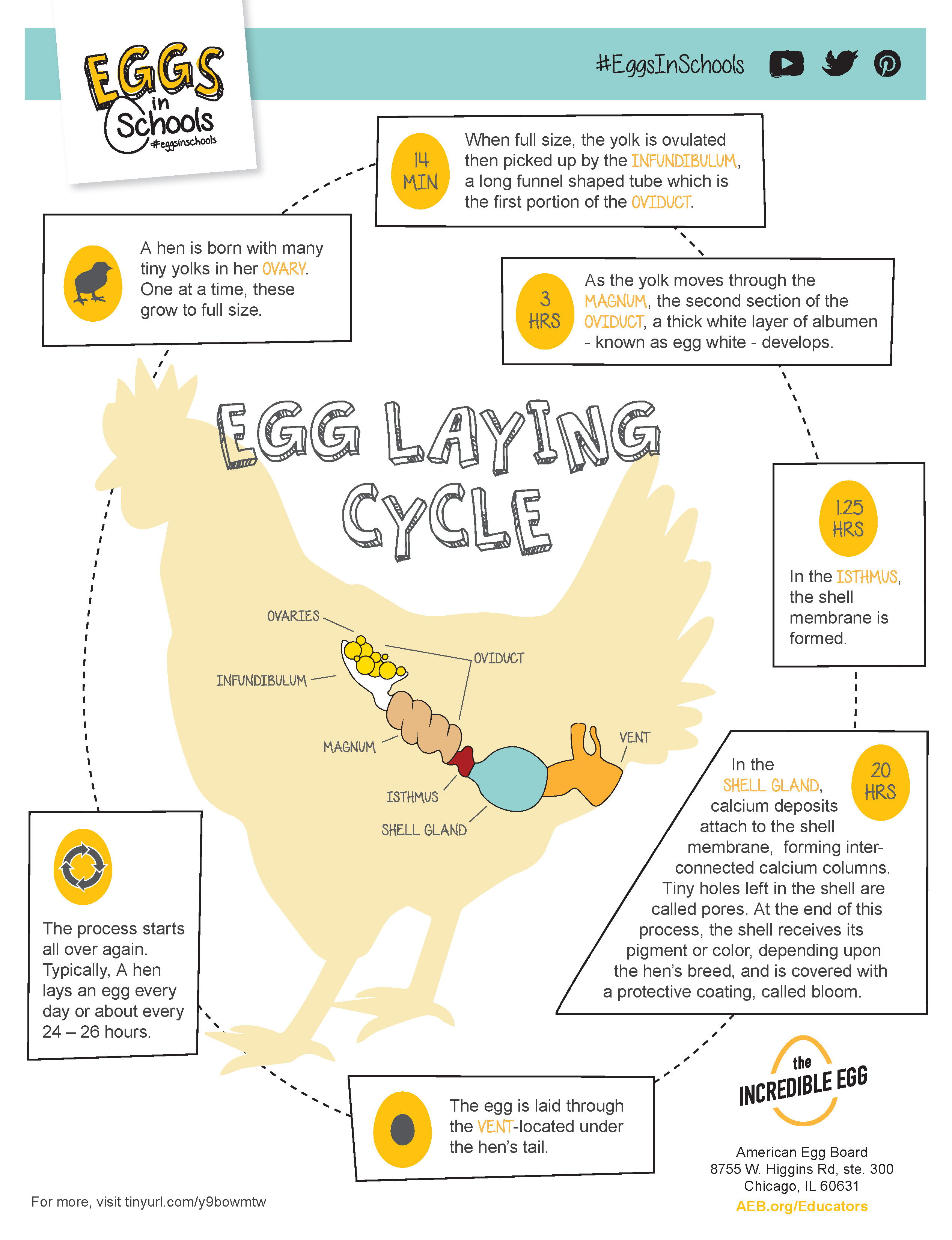 Egg Laying Cycle